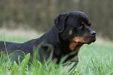 ROTTWEILER 473